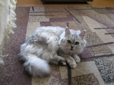 кошка.jpg